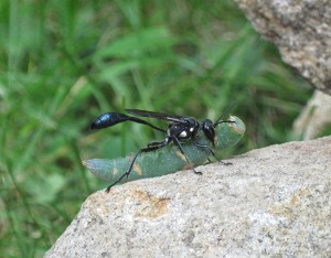 wasp on rock